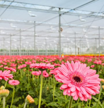 Gerbera Greenhouse