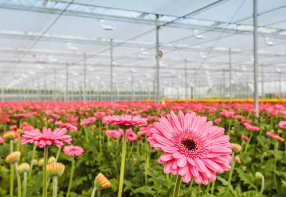 Gerbera Greenhouse