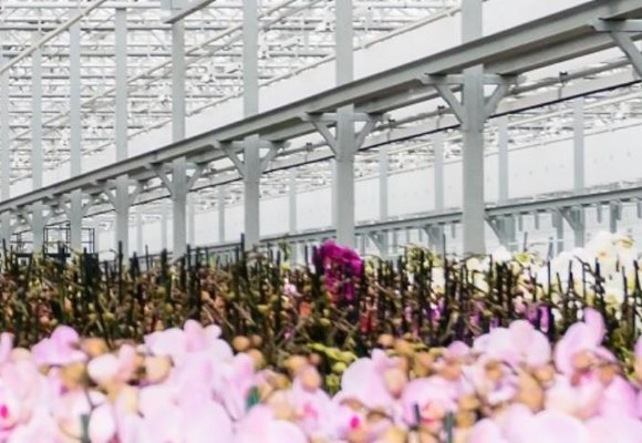 Daylight greenhouse Ter Laak