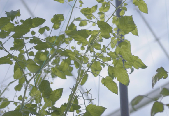 Greenhouse Tomato Plant