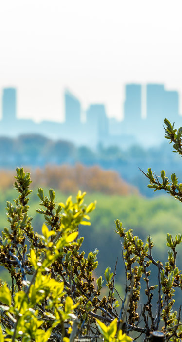 Foreground of green shrubs with yellow leaves, with a blurred city skyline in the background under a clear sky.