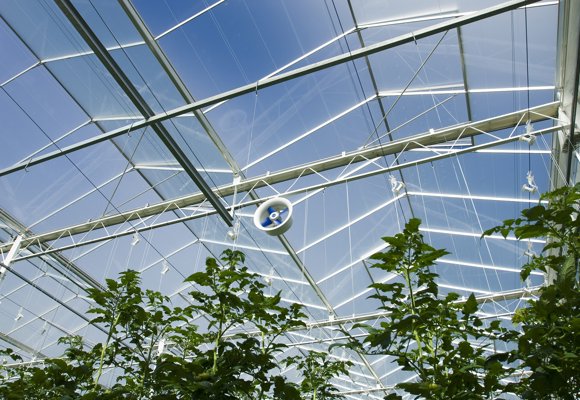 Fan In Greenhouse