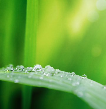 Close-up of water droplets on green leaf, symbolizing sustainability, nature, and freshness.