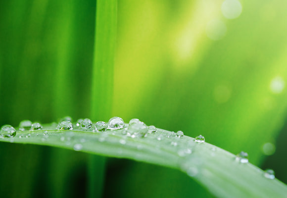 Close-up of water droplets on green leaf, symbolizing sustainability, nature, and freshness.