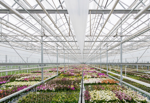 Greenhouse at Ter Laak featuring energy-efficient design and natural daylight for sustainable plant cultivation