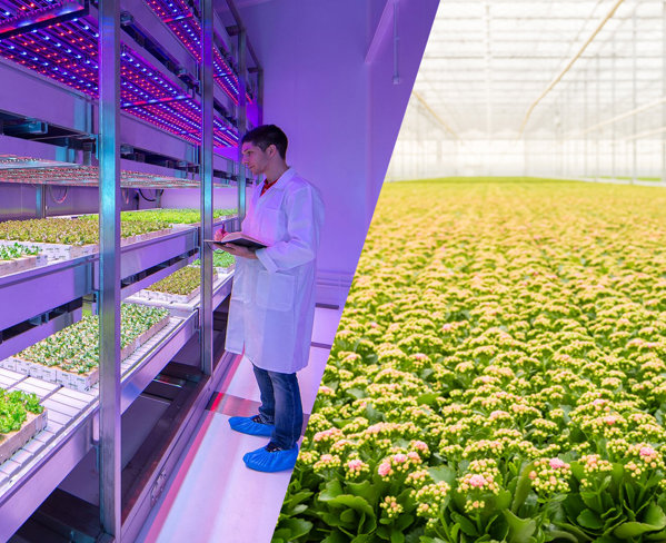 Split image of vertical farm with LED lighting and greenhouse with flowering plants, showing modern agriculture methods.