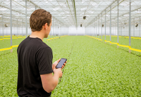 Person in large greenhouse with green plants, holding smartphone, yellow barriers along plant beds.