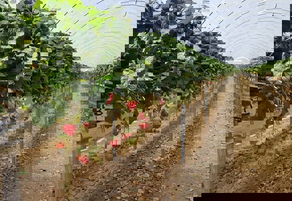 Fresh Farms California Strawberries Tunnel