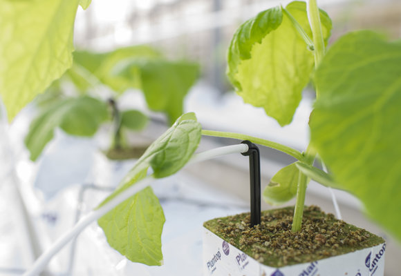 Cucumber greenhouse Reijm