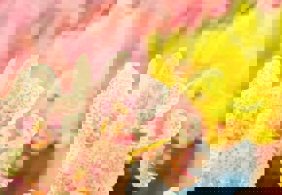 Close-up of pink spotted orchids with yellow and pink blooms in soft-focus background, highlighting floral beauty.