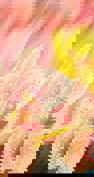 Close-up of pink spotted orchids with yellow and pink blooms in soft-focus background, highlighting floral beauty.