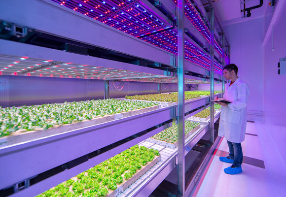 Indoor Growing Philips City Farming Research Center (2)