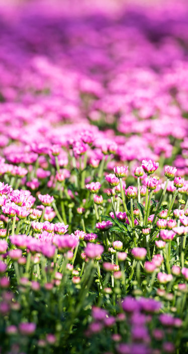 Priva Deliflor Purple