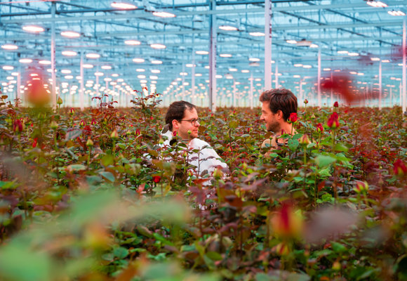 Two people in indoor rose greenhouse with rows of plants and overhead lighting, faces pixelated.