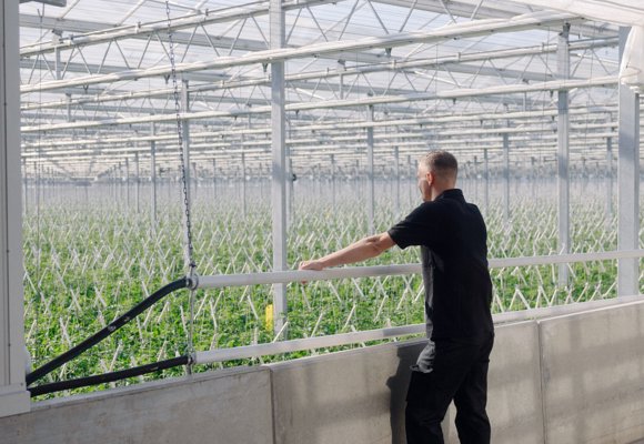 Person overlooking crops inside a modern greenhouse with rows of plants under glass roof