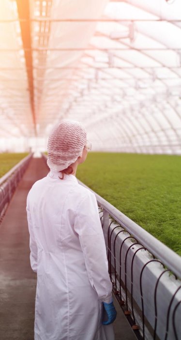 Person in lab coat and hairnet standing in bright greenhouse with rows of green plants, symbolizing modern agriculture.