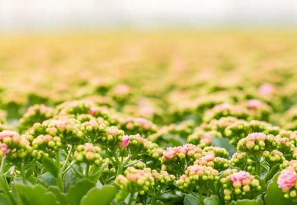 Field of flowering plants with dense green leaves and budding yellow-pink blooms