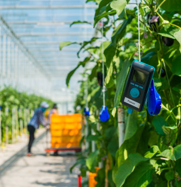 Priva FS Performance & FS Reader Boekesteijn Eggplants LR