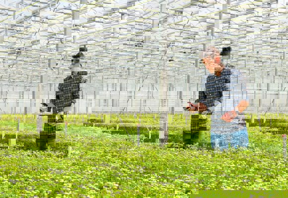 Person inspecting plants in a greenhouse using a smartphone