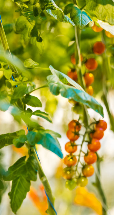 Sensor in greenhouse