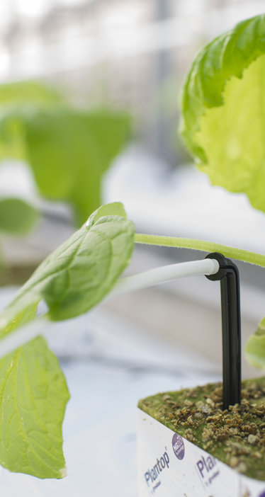Young plant growing in rock wool with irrigation in greenhouse, part of organized cultivation system.