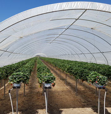 Soft Fruit Tunnel Greenhouse