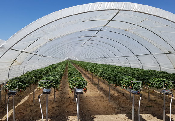 Soft Fruit Tunnel Greenhouse