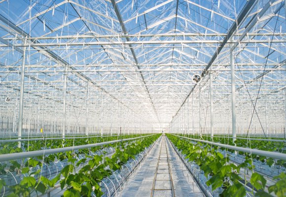 Interior of modern greenhouse with organized crops and irrigation, powered by Priva horticultural technology.