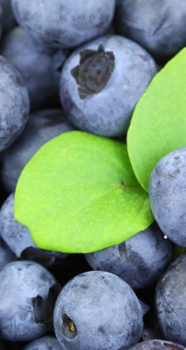 Blueberries